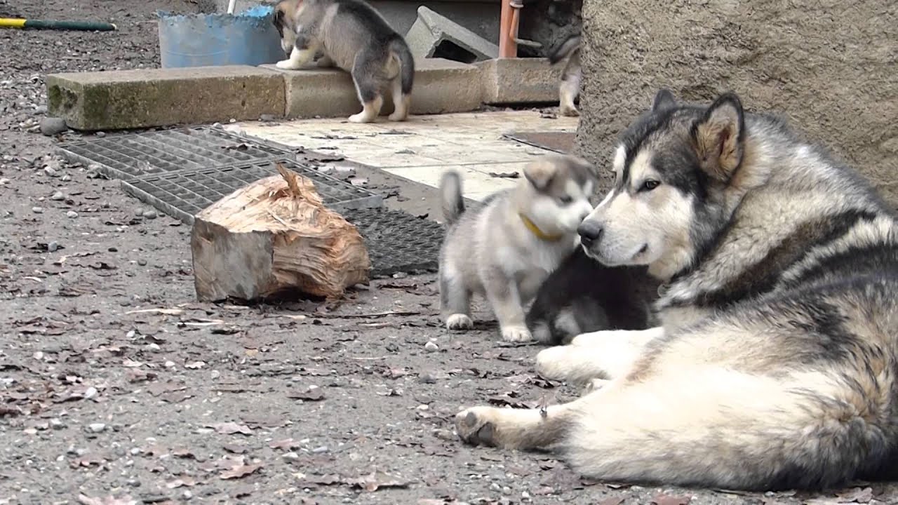 20141118 Un tas de Malamutes!