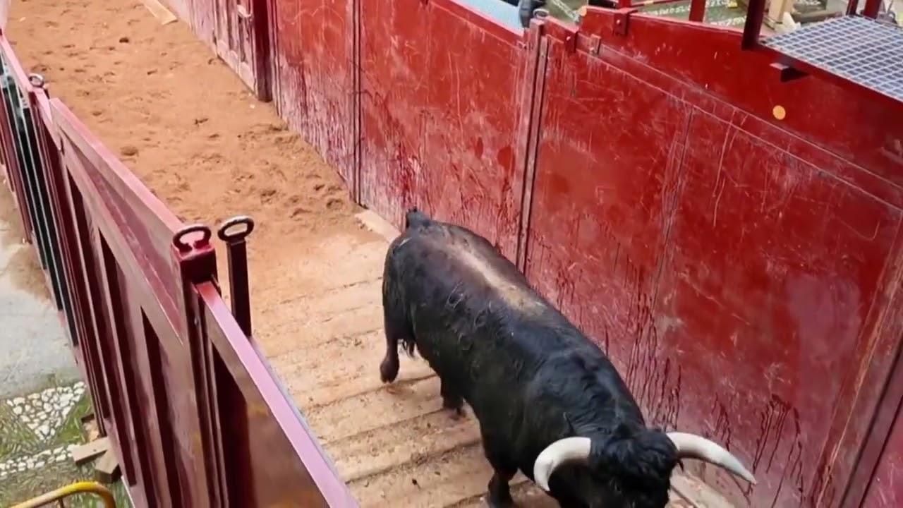 Quiero que suene banda y la morocha Toro impresionante carnaval de Ciudad Rodrigo💖✨🐂💫#youtubevideo 