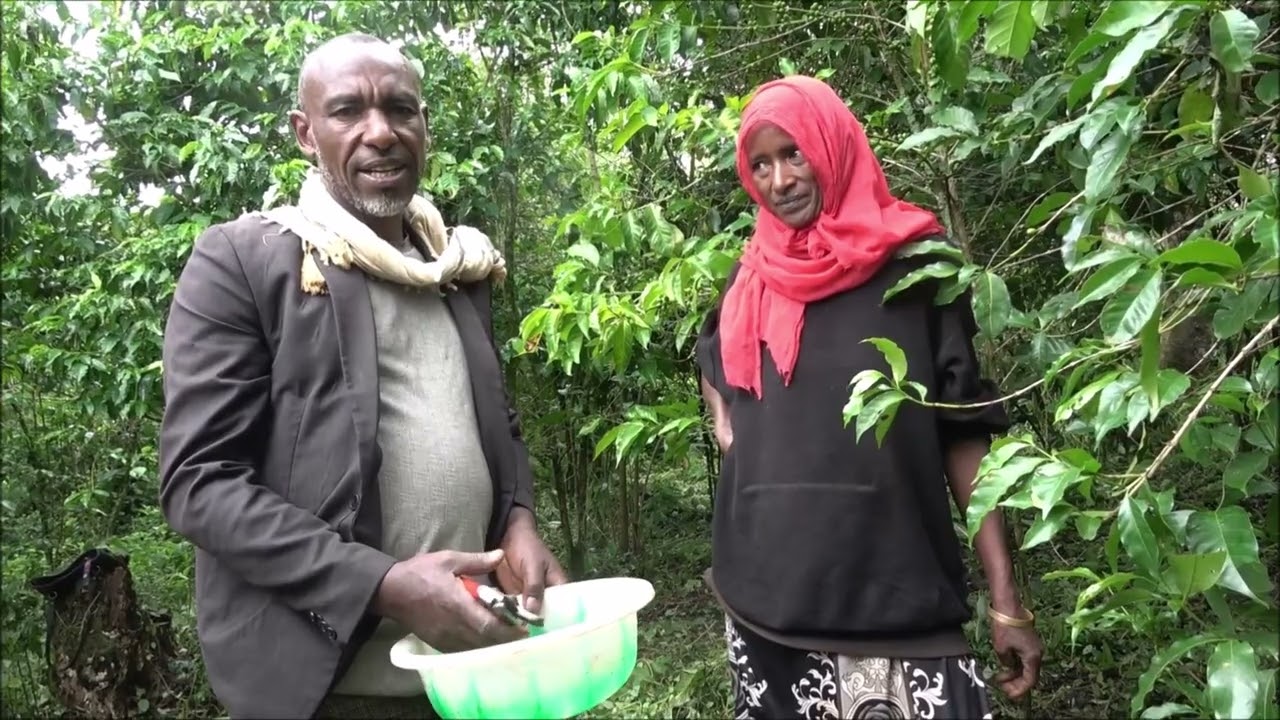 Seka Chekorsa Cultural CBD Controlling methods