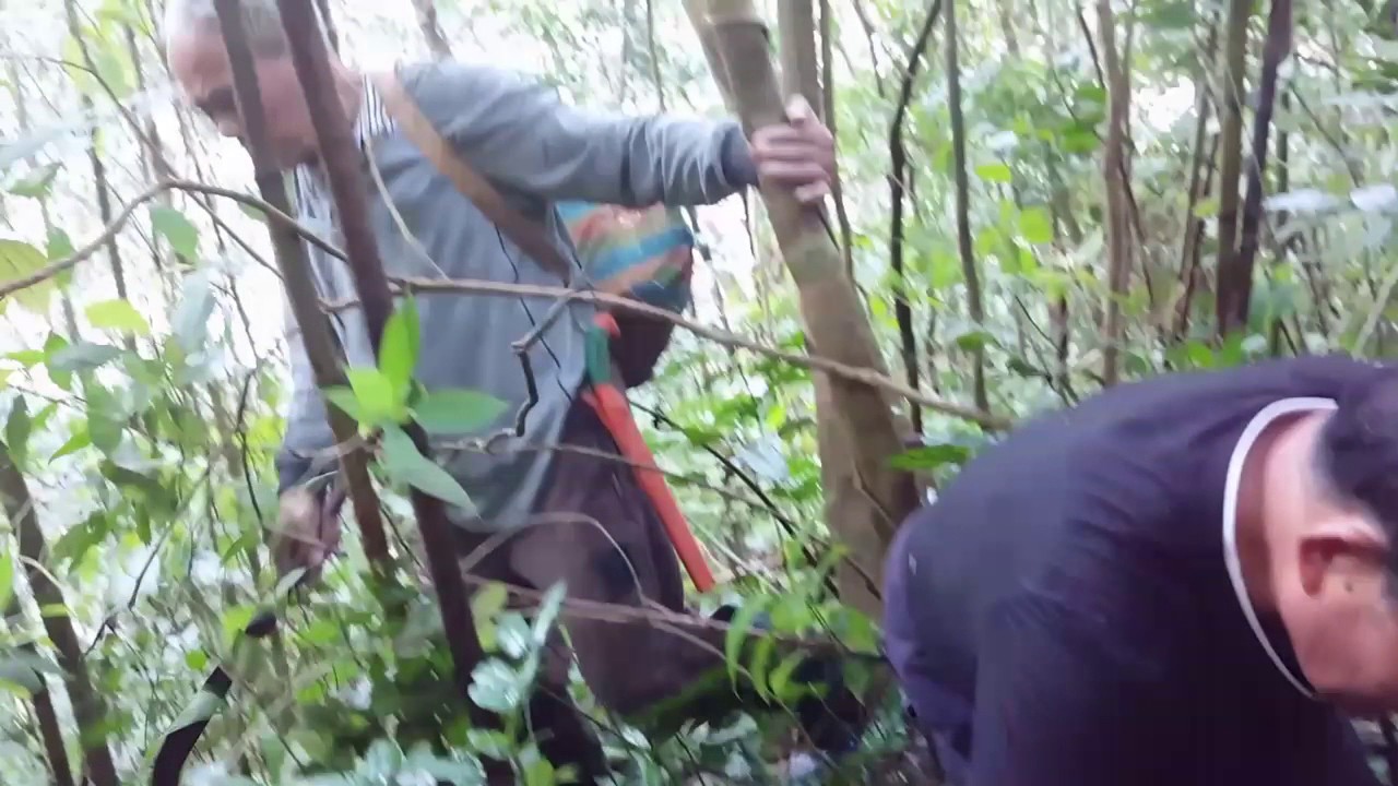 部落大學【森林智慧與泰雅族gaga】獵人老師單元~陷阱製作3