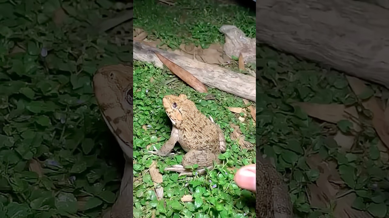 Funny forgs Catching || Wep Wep Catching Frogs Funny | Boing catch frogs make you laugh 