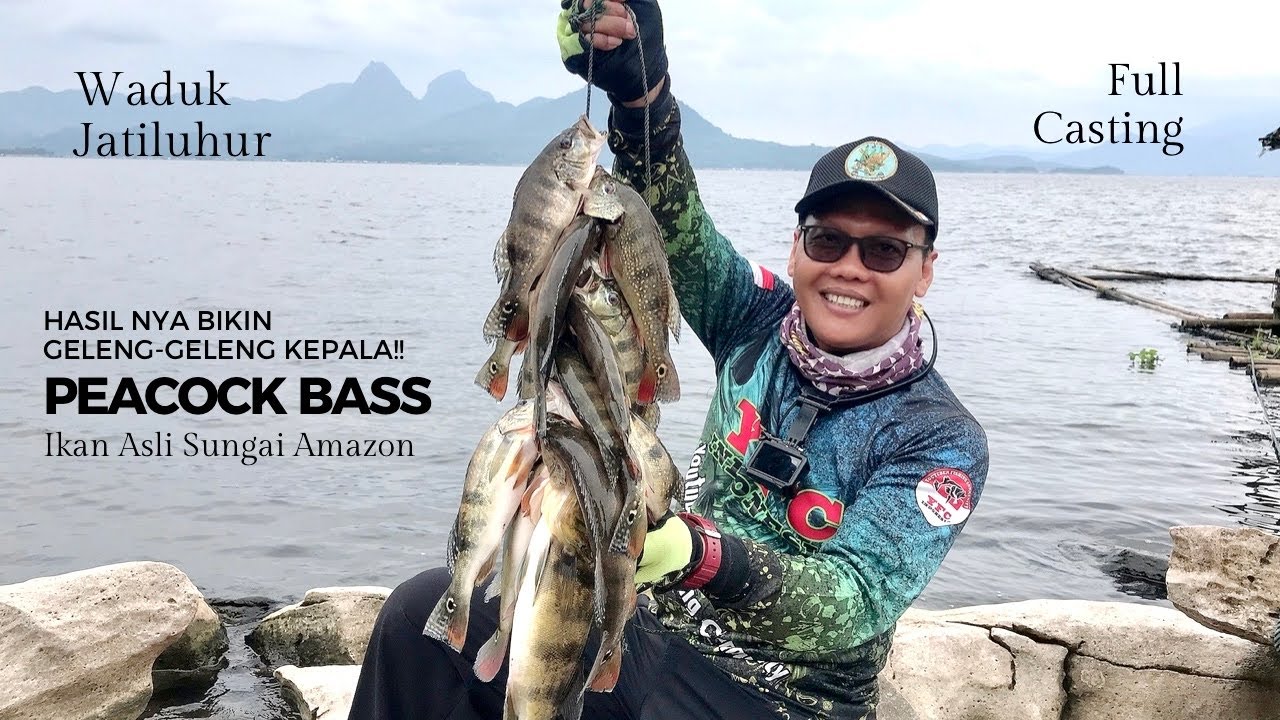 HASILNYA BIKIN GELENG-GELENG KEPALA‼️ PERDANA MANCING IKAN PEACOCK BASS DI JATILUHUR BIKIN CANDU‼️