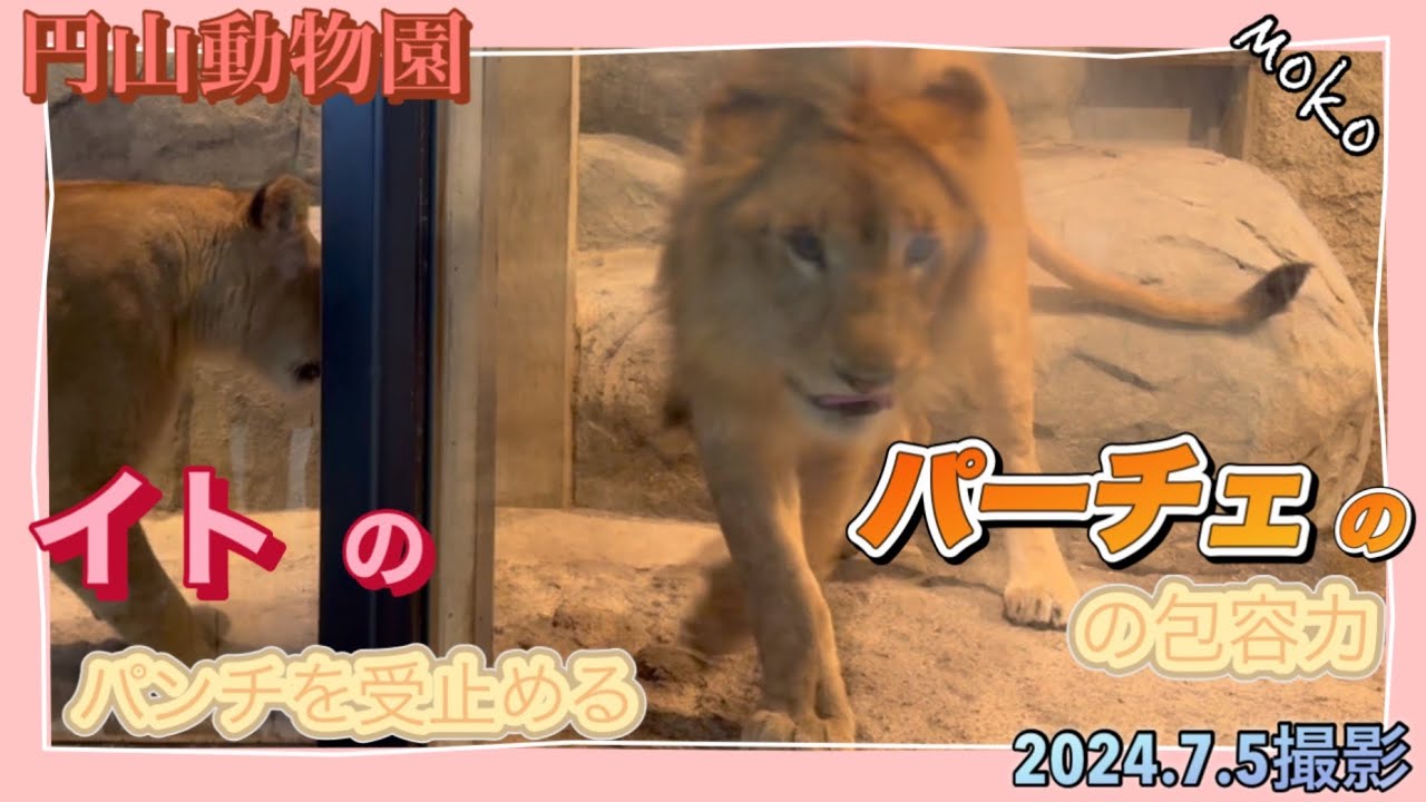 【イト】のパンチを受け止める【パーチェ】の優しさに感動❣