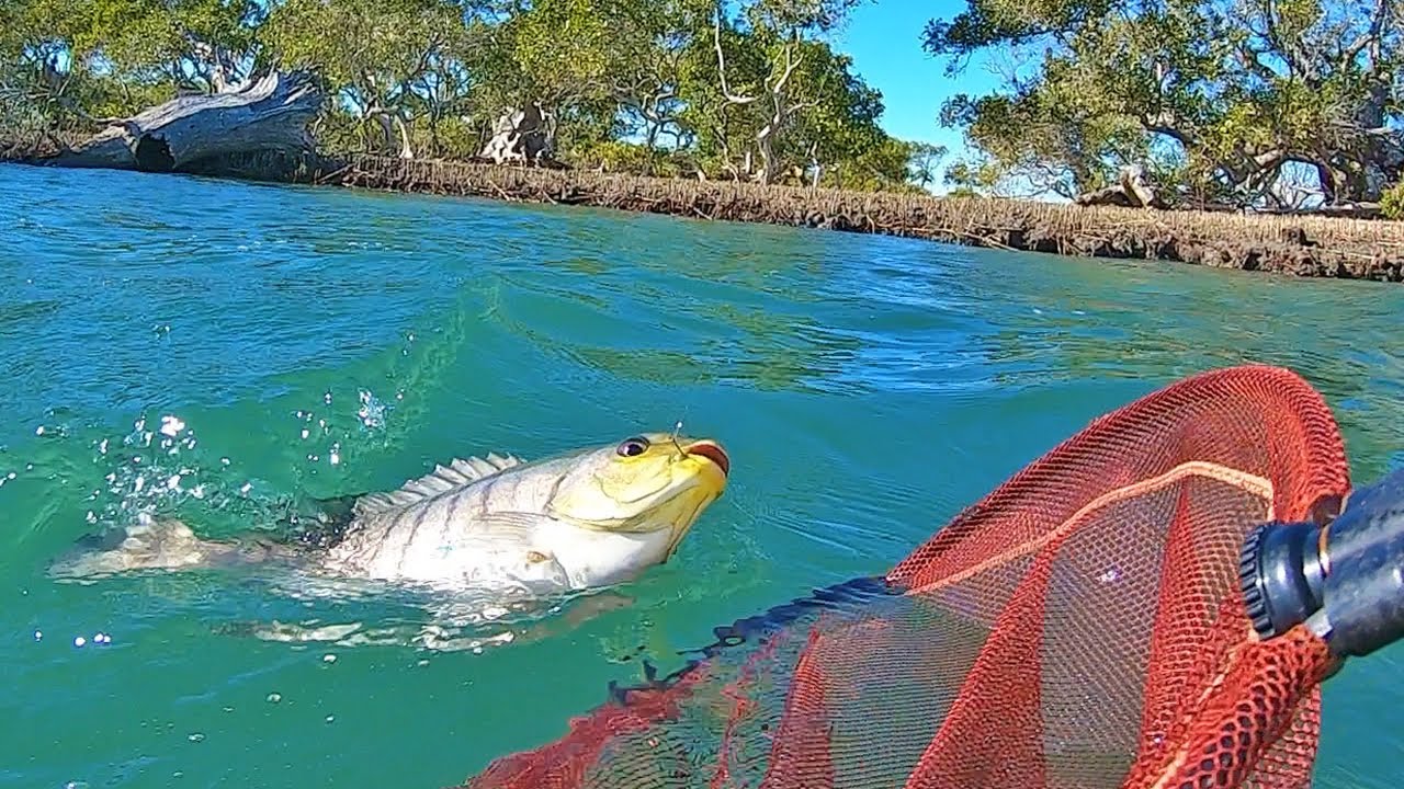 Estuary Brawlers! The mighty blackfish (catch, clean, cook)