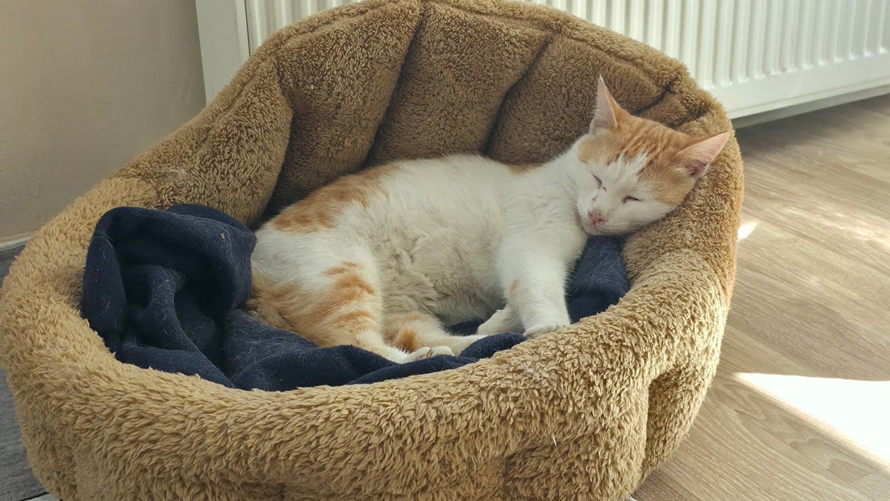 Sarı’nın Dönüşü ve Akşam Sohbeti 😊🐾