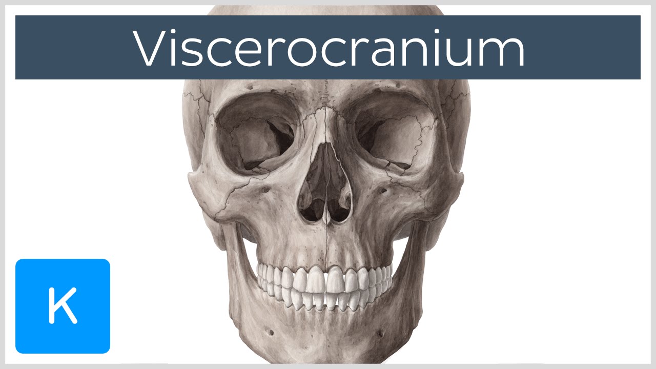 Bones of the Viscerocranium - Human Anatomy |&nbsp;Kenhub