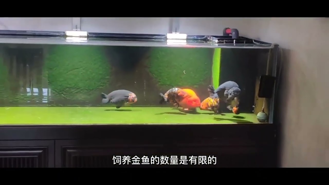 关于金鱼的寿命，你一定不知道#金鱼寿命 #兰寿能活多久 #兰寿