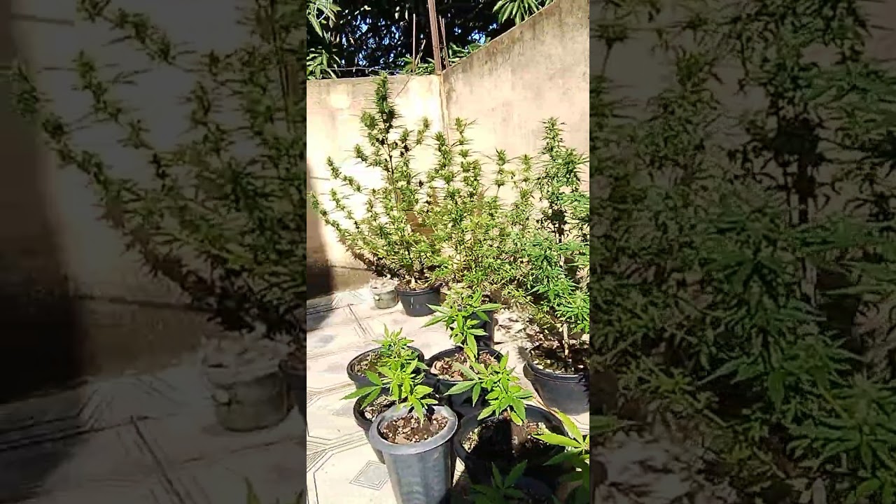 Como saber se a cannabis &eacute; macho
