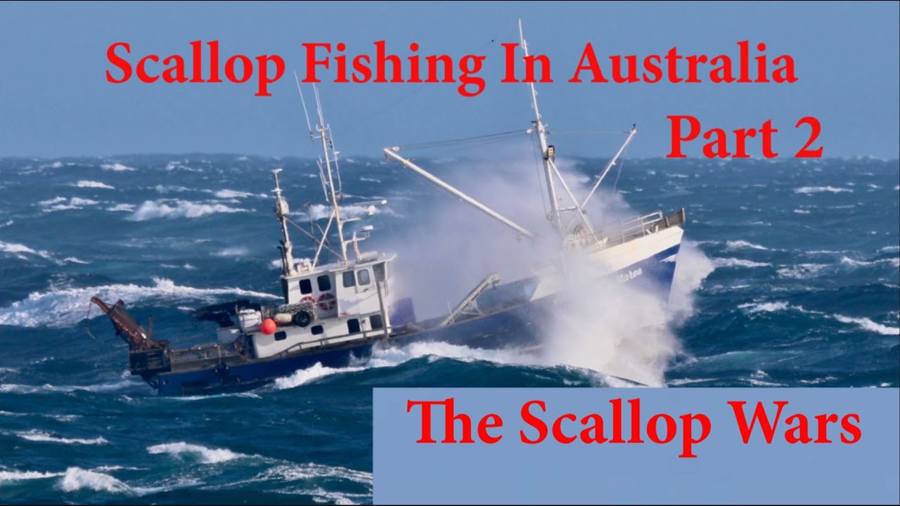 Scallop Fishing in Australia - Part 2 The Scallop Wars