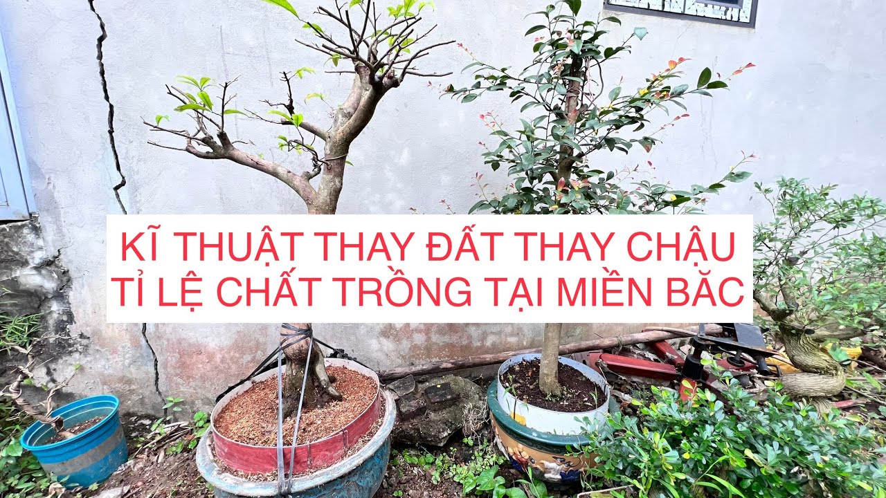 THAY ĐẤT VÀ TỈ LỆ CHẤT TRỒNG CHO MAI VÀNG MIỀN BẮC