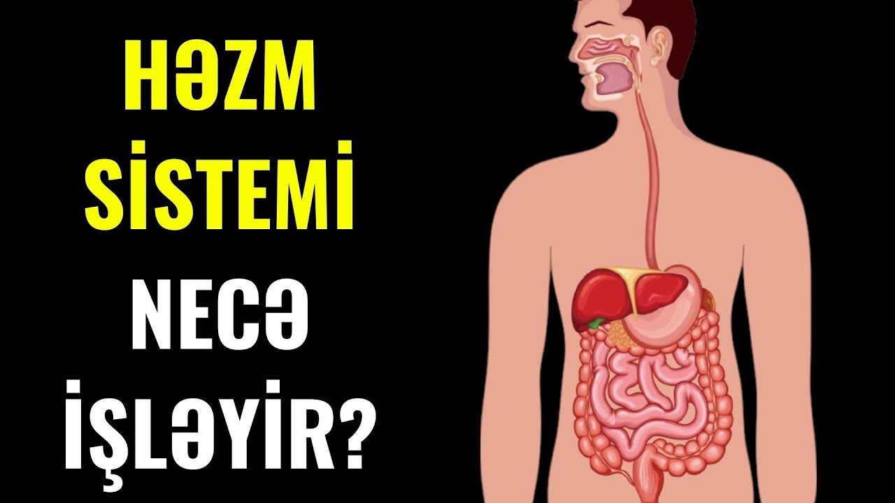 Həzm sistemimiz  necə işləyir? #necəişləyir