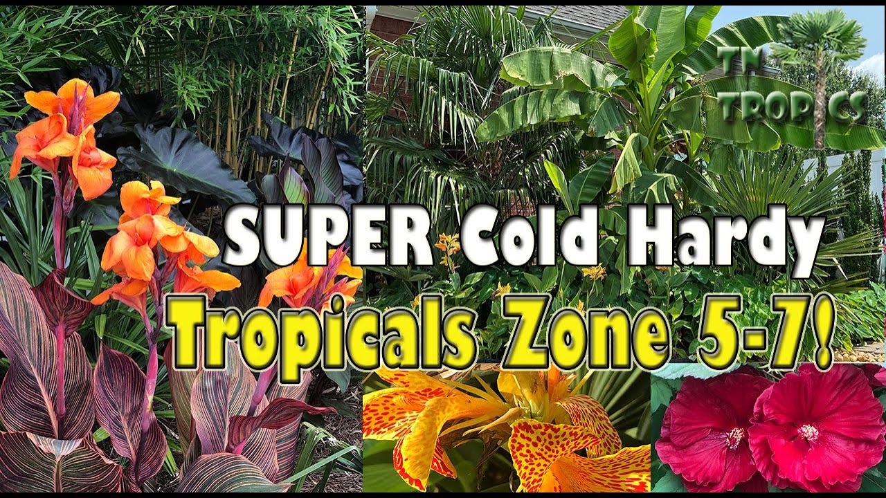 SUPER Cold Hardy Tropical Plants for Zones 5-7!