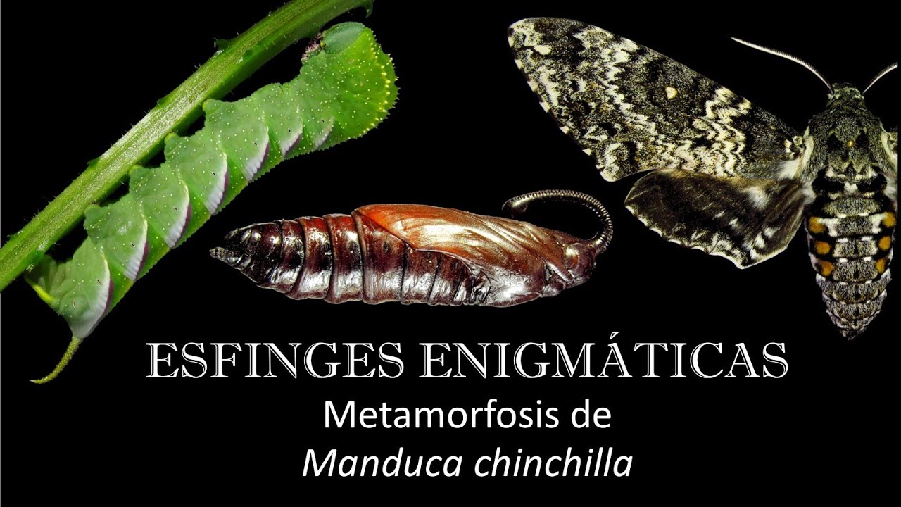 ENTOMOLOGÍA - Esfinges enigmáticas | Metamorfosis de 𝘔𝘢𝘯𝘥𝘶𝘤𝘢 𝘤𝘩𝘪𝘯𝘤𝘩𝘪𝘭𝘭𝘢 (Temporada 2022)