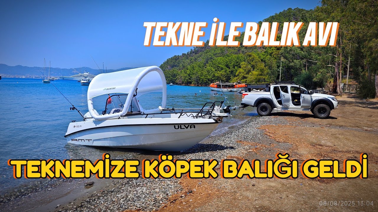 Teknemize Köpek Balığı Geldi. Fok balığı gördük. Gökova Körfezi balık Avı. #sharks #fok #balıkavı 