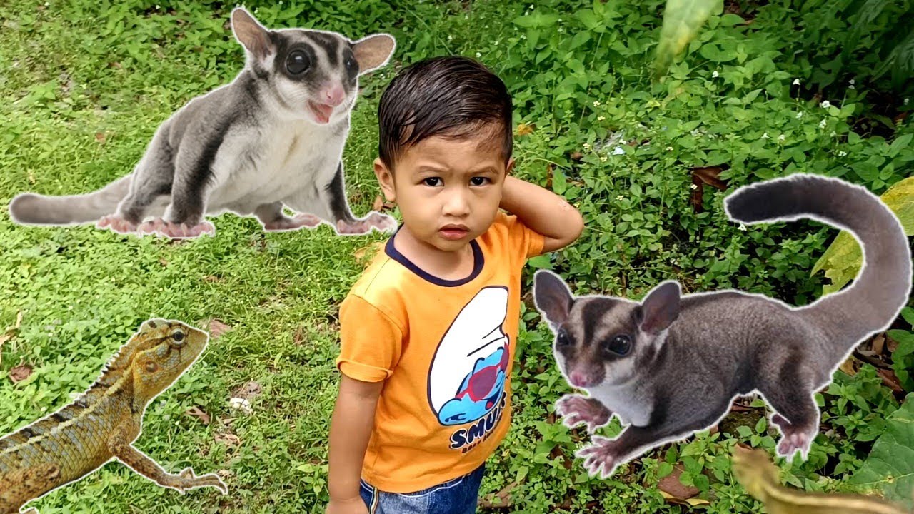 BERBURU DI KEBUN DAPAT TUPAI TERBANG/SUGAR GLIDER DAN BUNGLON SURAI❗❗❗