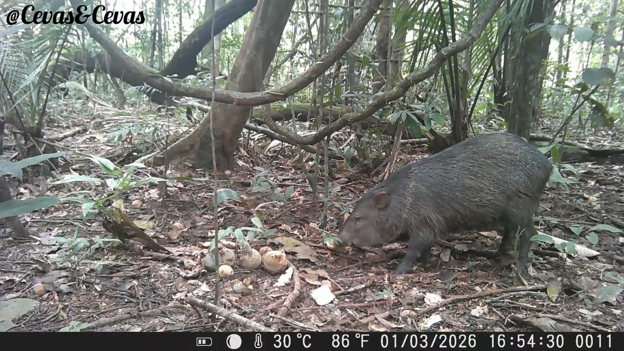 Fruteira de piqui no final da safra