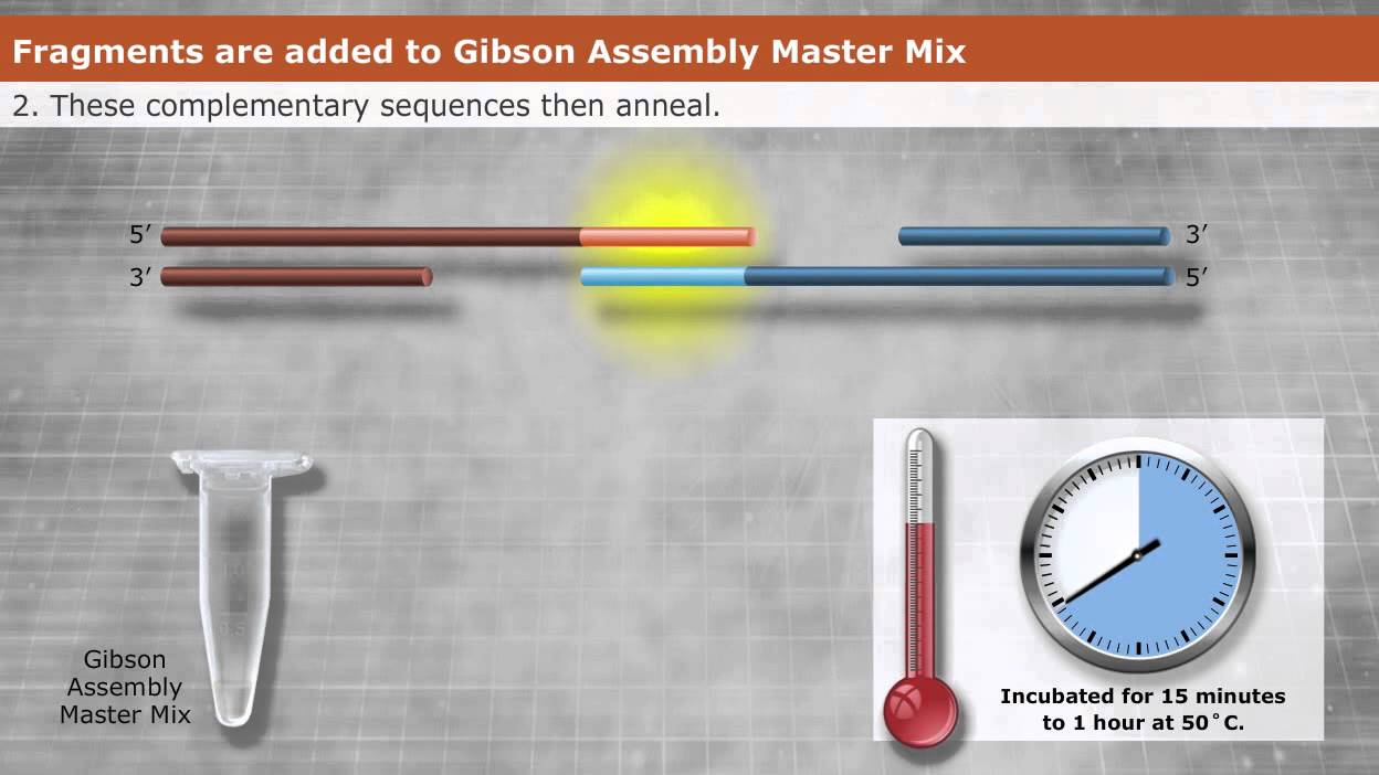 Introduction to Gibson Assembly