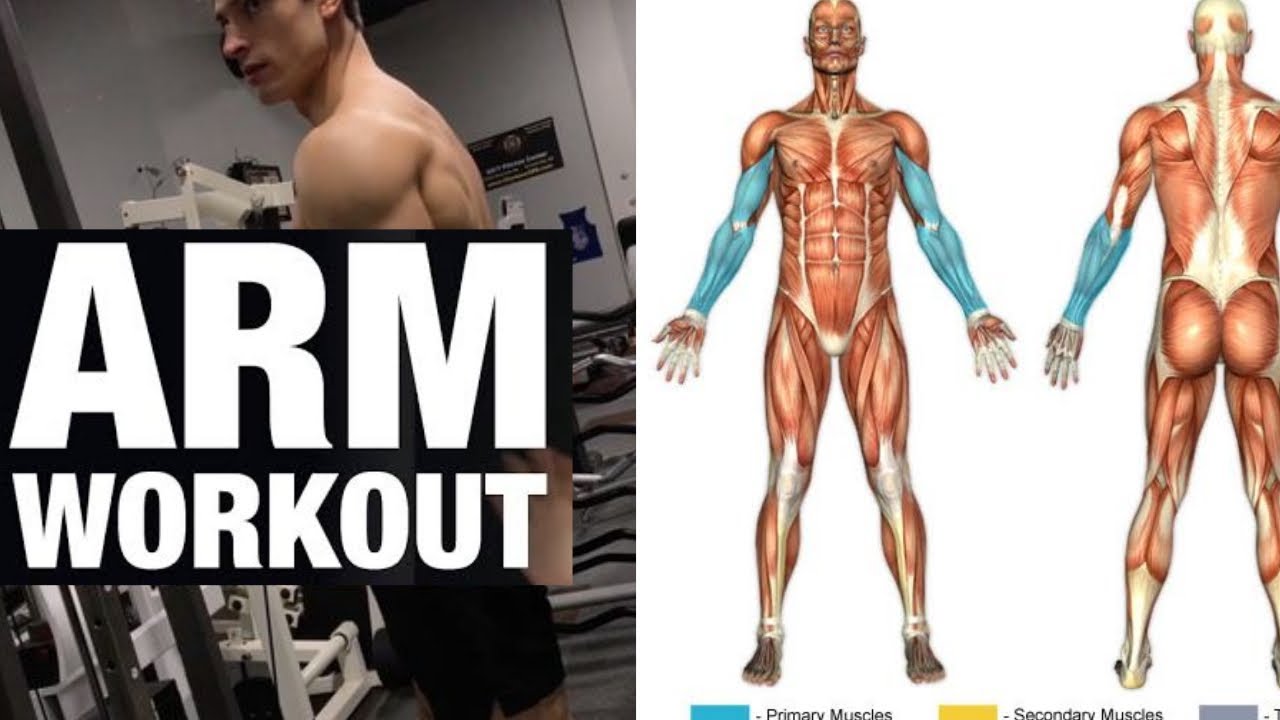 Science Based Workout For Wider Arms
