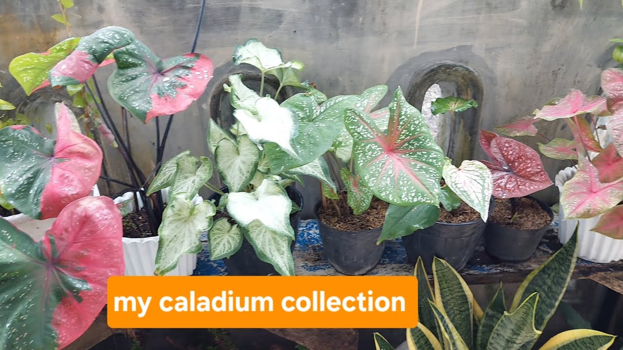 A few varieties of my caladium collection. #caladium #caladiumvarieties #minangbotanicalgarden