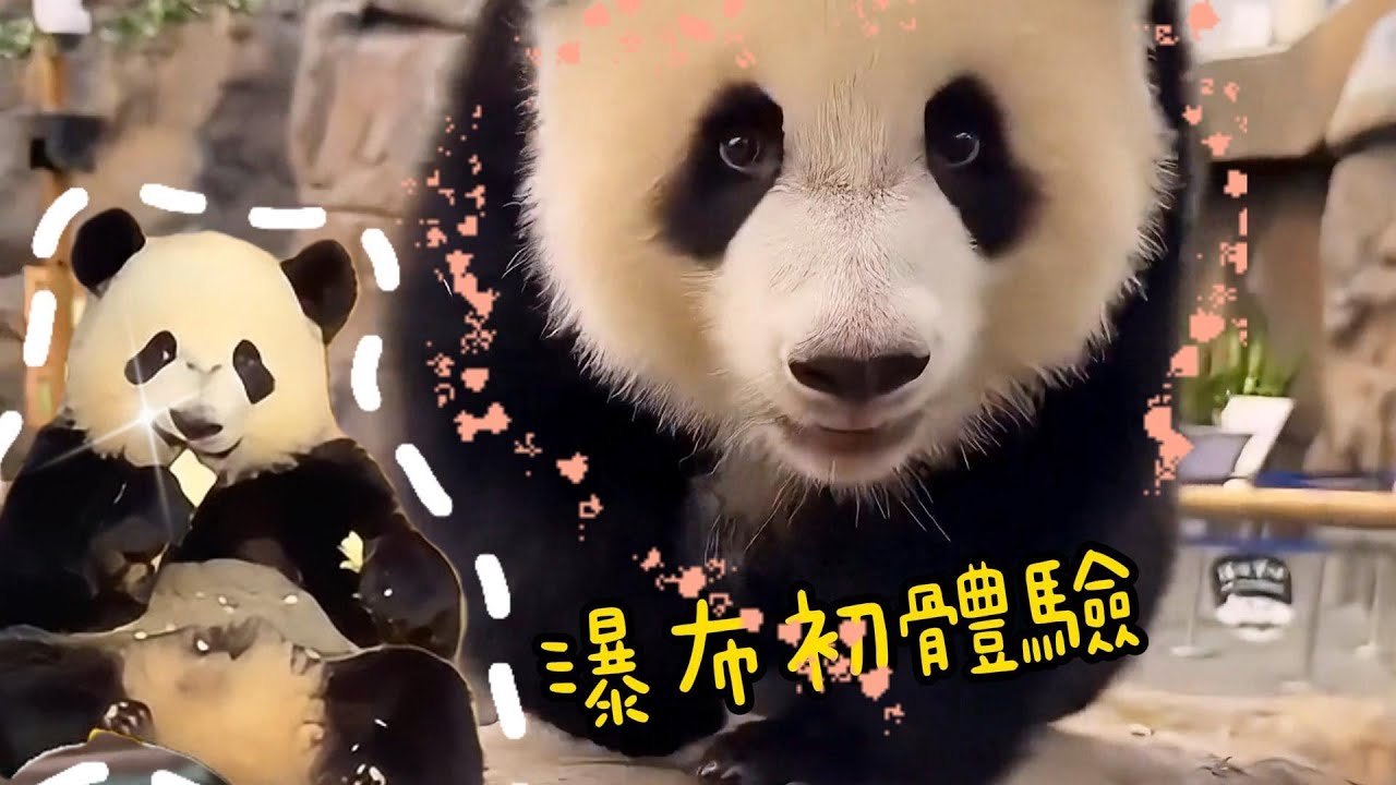 家姐細佬瀑布初體驗💦💦💦盈盈媽媽有彩蛋,家姐高傲但可愛滿滿,細佬又痴線了丨香港大熊貓,盈盈樂樂,家姐細佬,加加得得,安安可可丨香港旅遊,香港海洋公園