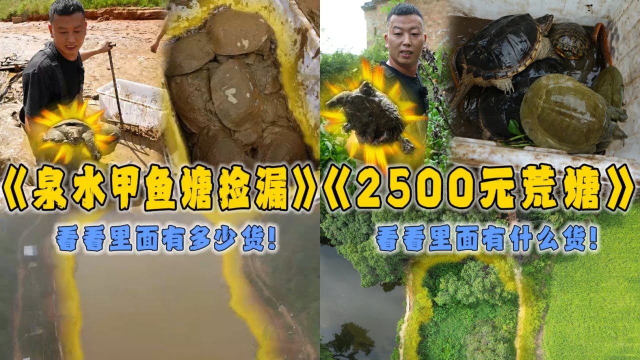 花3000元在深山甲鱼塘里捡漏，看看里面到底有多少货？｜小飞哥跟小胖合伙包下2500元的荒塘，看看里面到底有多少货？｜#户外抓鱼 #户外捕鱼 #小飞哥抓鱼 #乡村生活 #农村生活