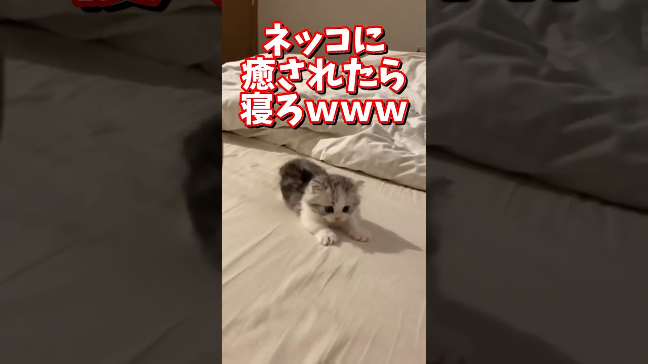 ネッコの動画で癒されたら寝ろｗｗｗ　