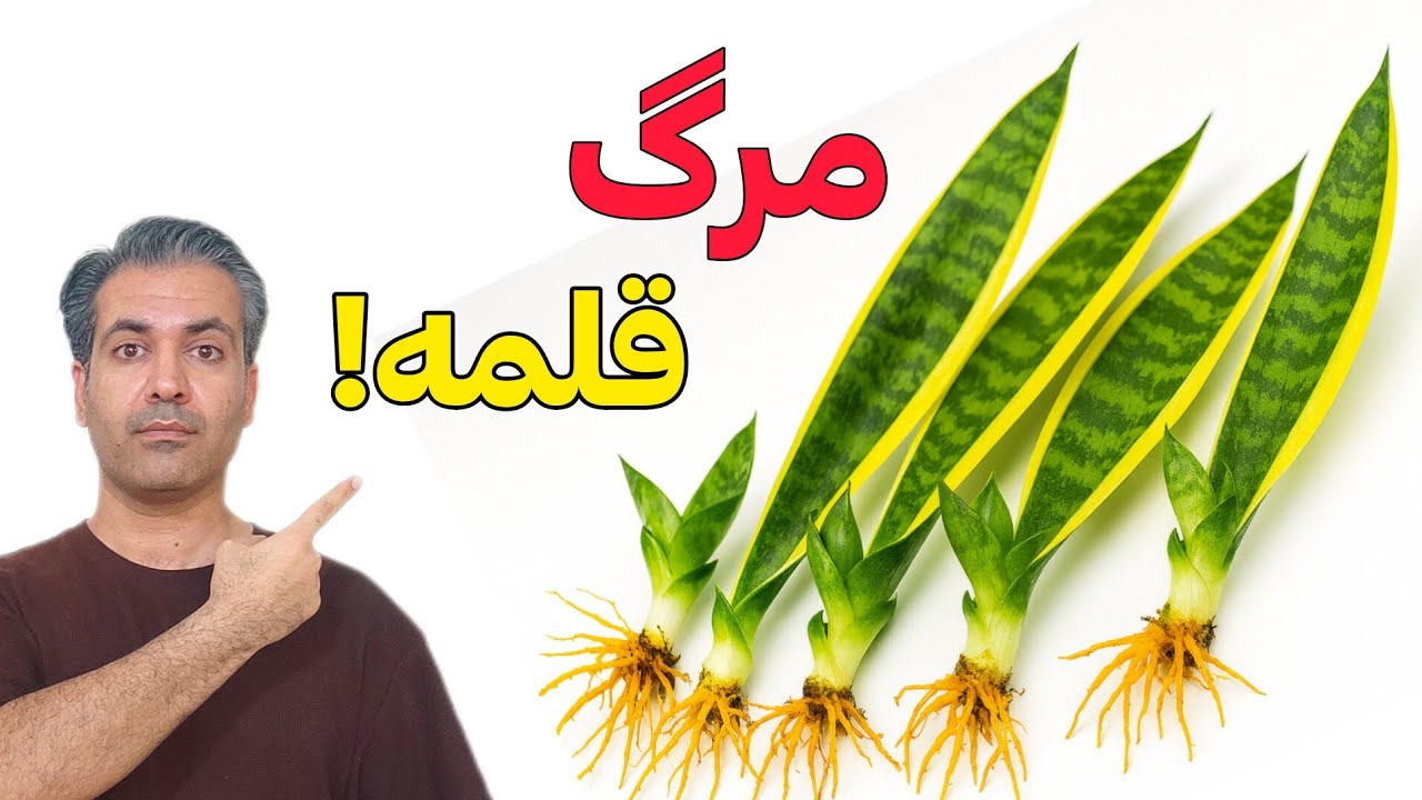 ۱۰ اشتباه که باعث میشه قلمه خراب بشه (حتما ببین)