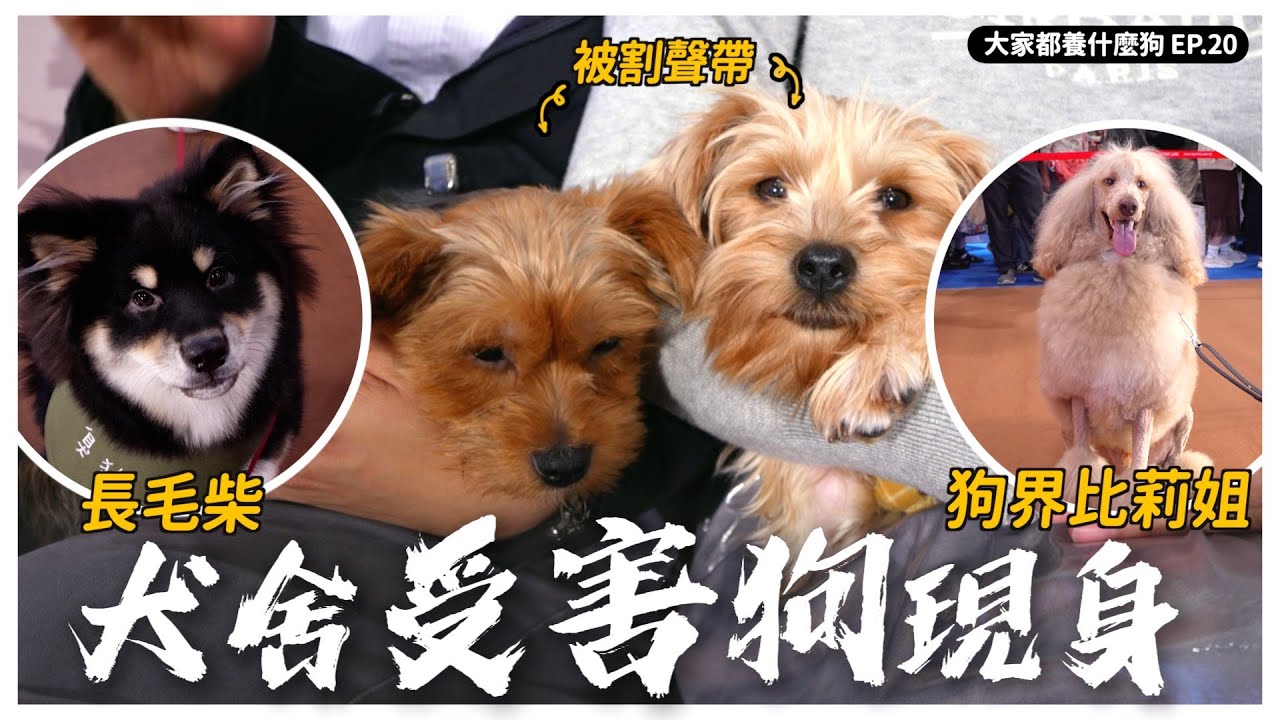 犬舍事件受害狗狗，願意信任人類嗎？【大家都養什麼狗】｜熊爸估狗