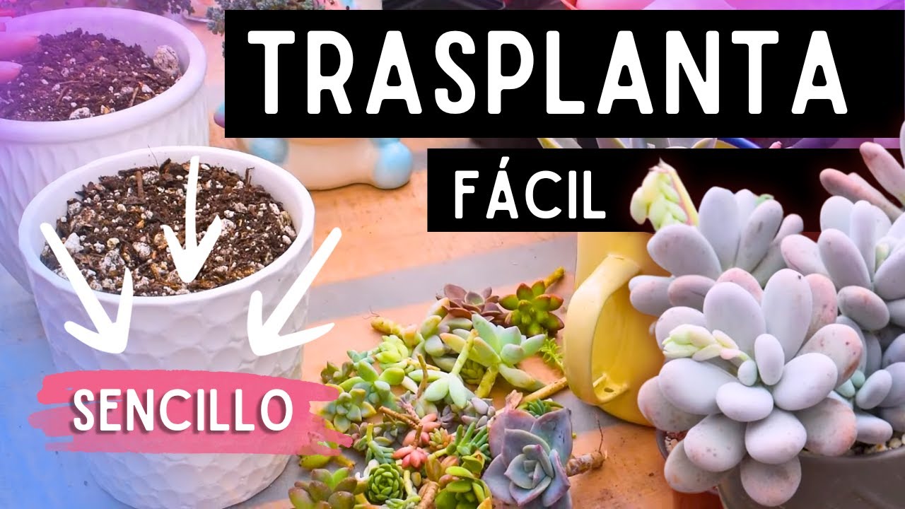 Trasplante y MANTENIMIENTO usando HUMUS DE LOMBRIZ💚🌱