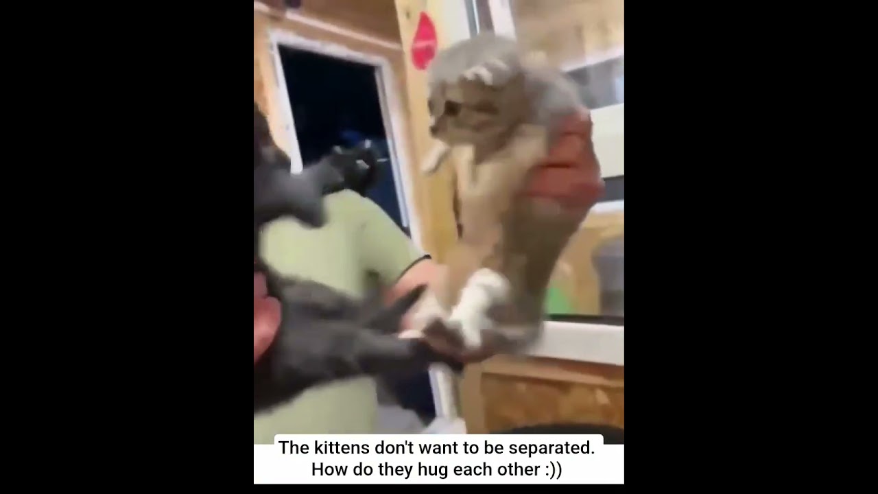 The kittens don't want to be separated. How do they hug each other :)) hugging kittens #cats