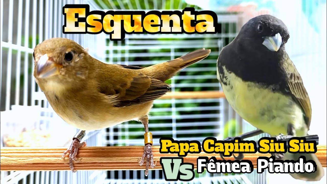 COLEIRO Siu Siu E fêmea piando ESQUENTA COLEIRO 