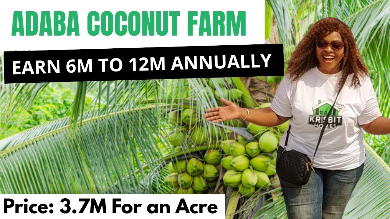 Adaba Hybrid Coconut Farm | Invest in Coconut Farm in Nigeria and Earn Annual Returns ₦6–₦12 Million