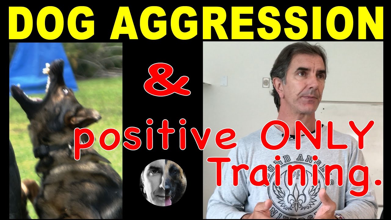 Dog Aggression and Positive ONLY Training - Robert Cabral Dog Training Video