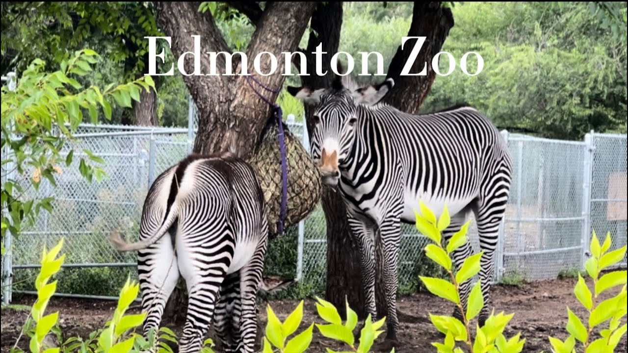 Edmonton Valley Zoo Walk Through 4K