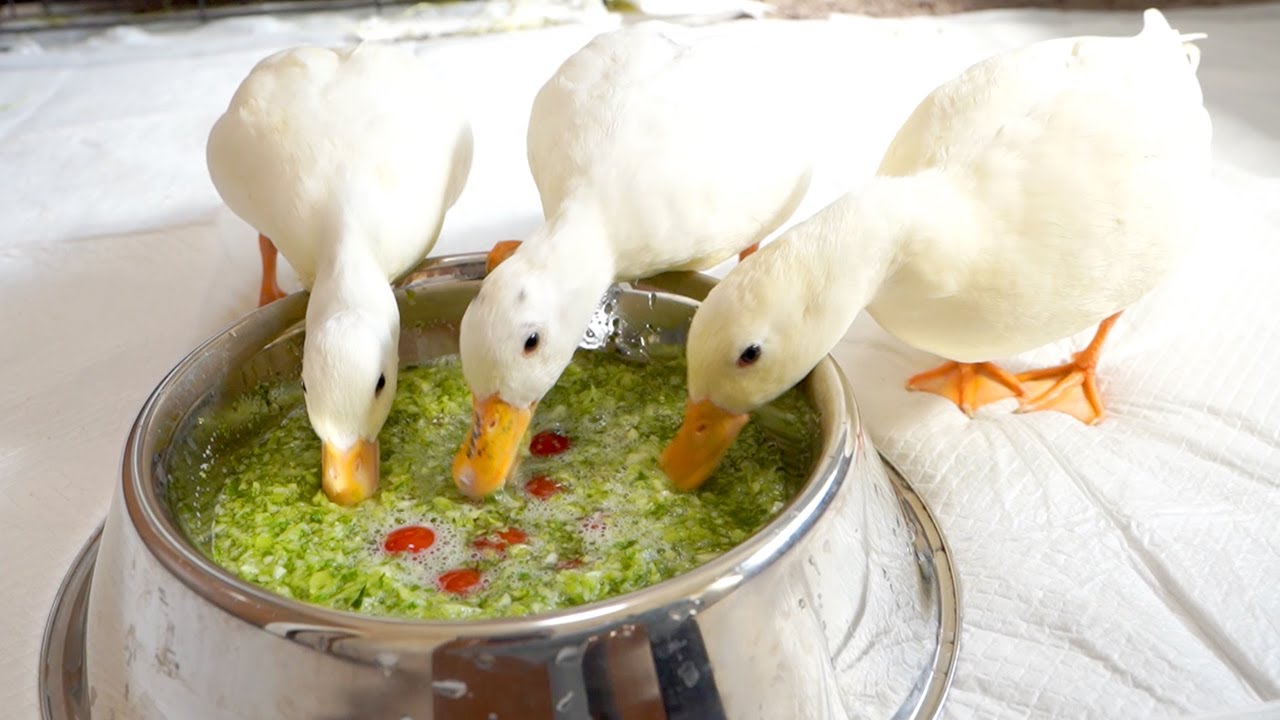 アヒルと小松菜青汁