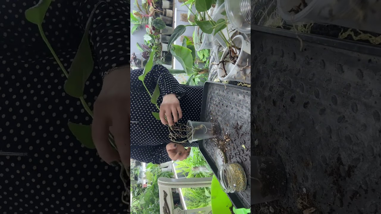 Размножение Антуриума 2 часть 