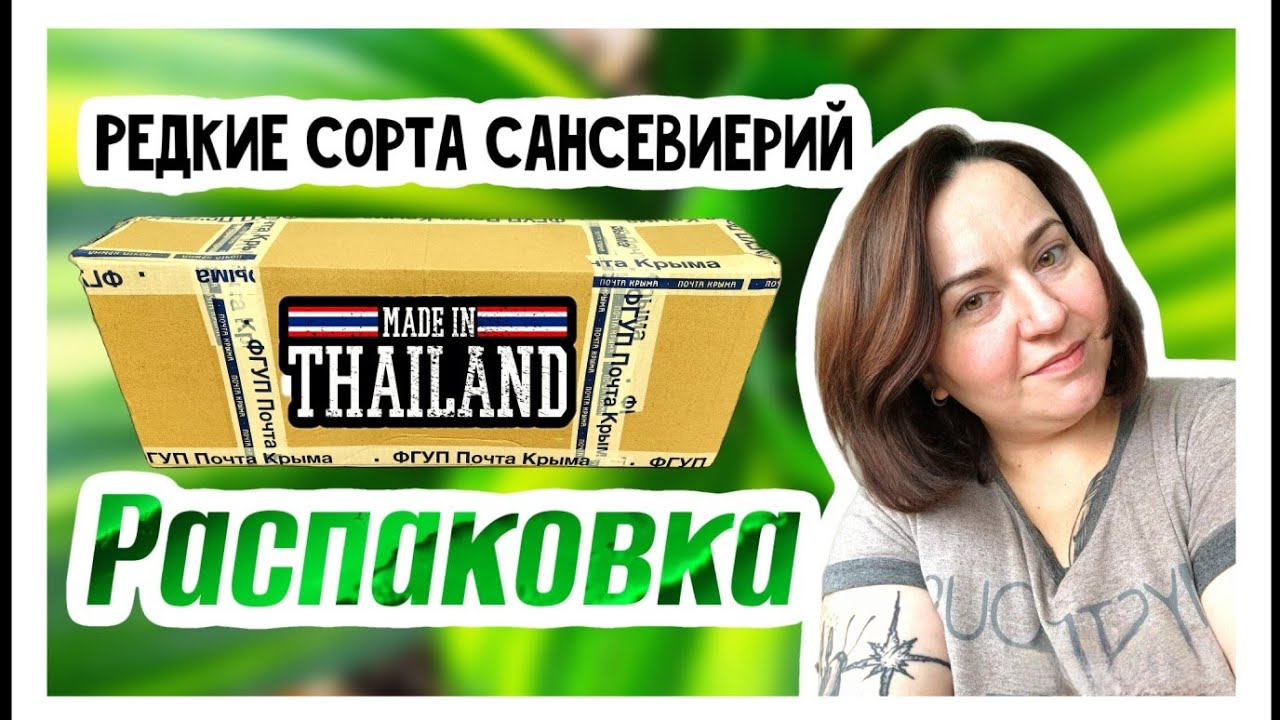 Распаковка тайских сансевиерий