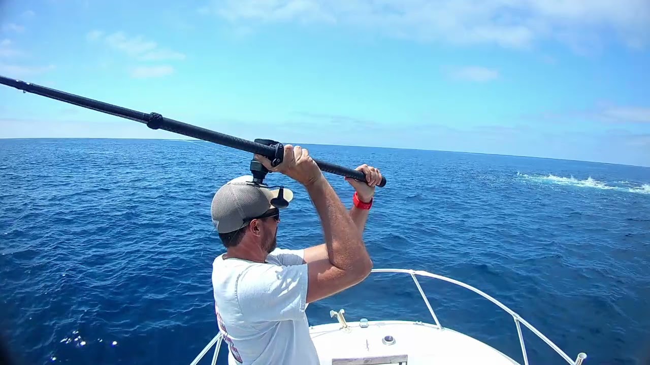 Bluefin Foamer