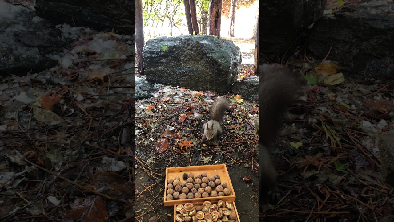 Watch squirrels eat and carry walnuts in the sleet—18-minute video.