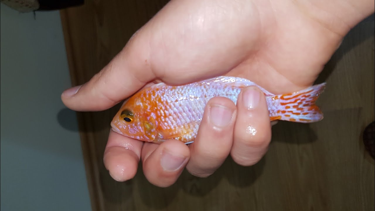 Cikletleri hobi haneye götürdük( ŞEKER PEMBE)