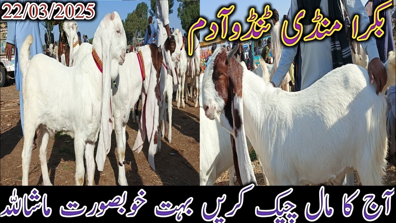 Bakra Mandi Tando Adam | Today update | qurbani Eid 2025 | patari goat | date 22/03/2025