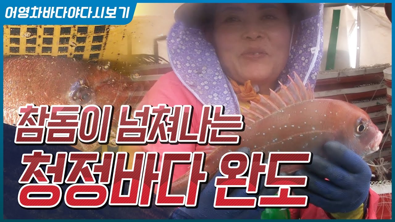 참돔이 넘쳐나는 청정바다 완도!! #참돔 #전복 #해산물천국