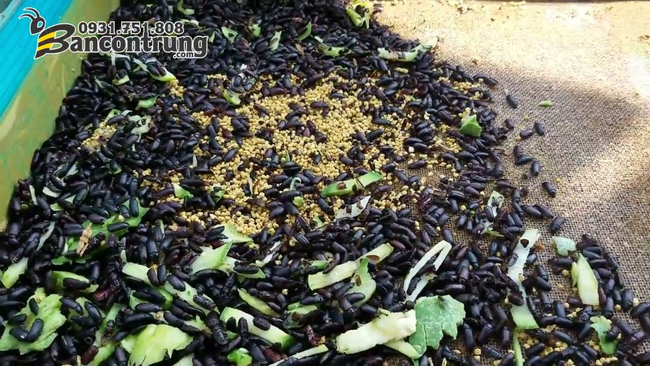 Quy trình nuôi sâu meal 08/15 | Lọc bọ chết - Dồn bọ sống | Bancontrung.com