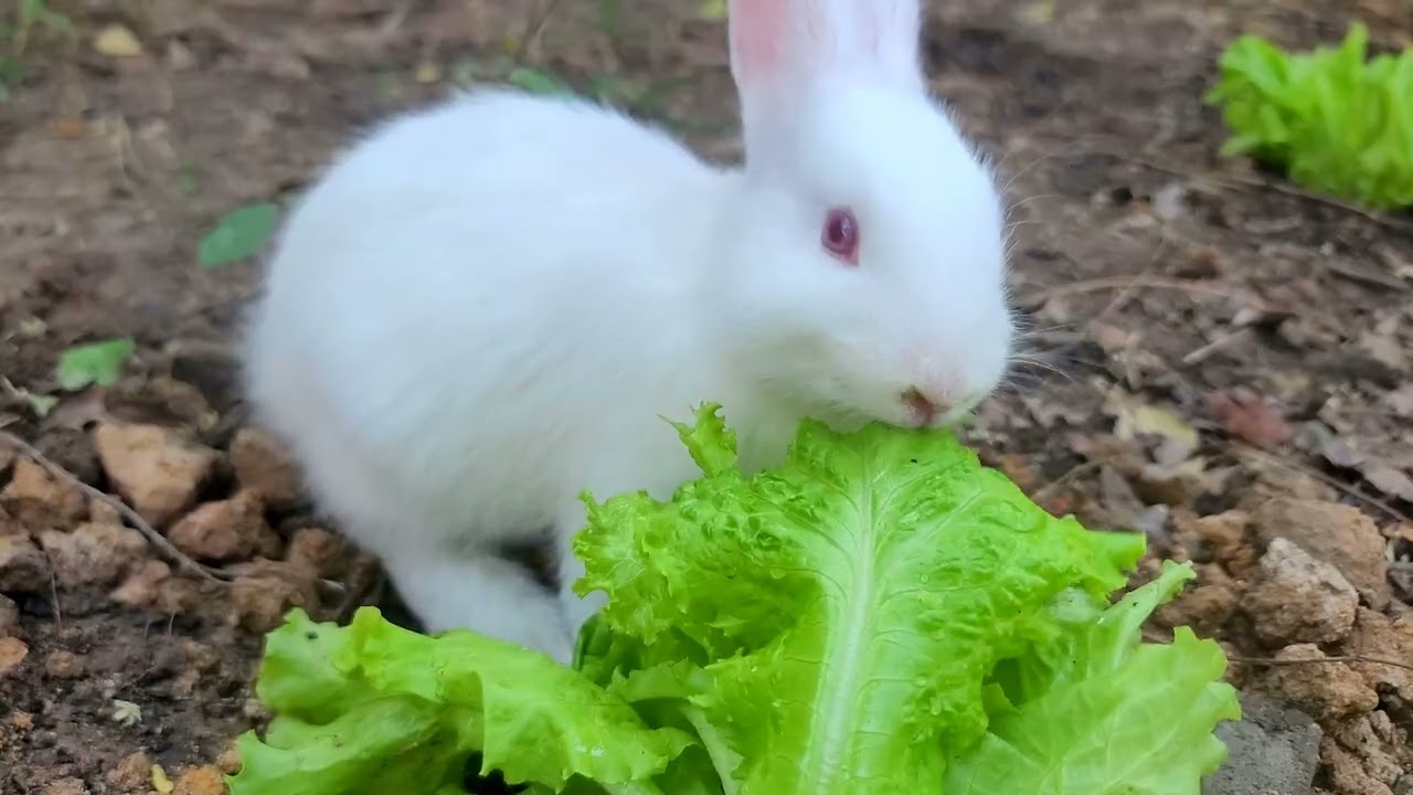 All My Pets, One Happy Lunchtime | Paw & Hoof Life