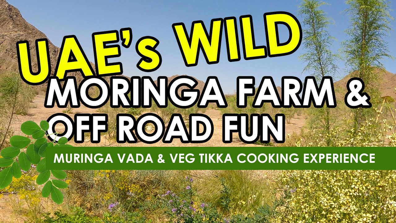 Wadi Asimah Fujairah | Wild Moringa farm | Off-road 4x4 trip | Hidden places in UAE | Spot cooking
