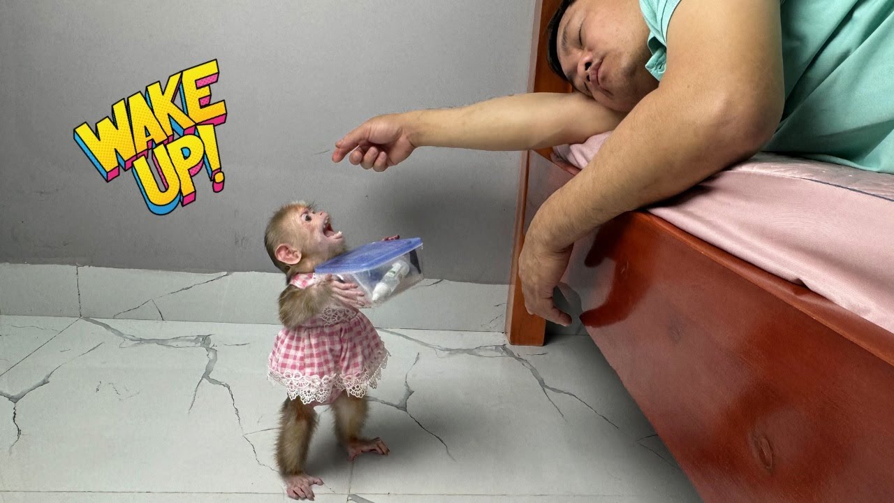 Baby monkey Kyo: Dad, wake up and help me!