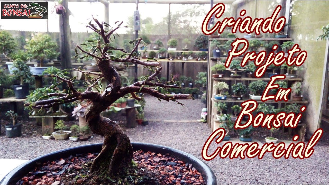 Criando projeto em bonsai comercial