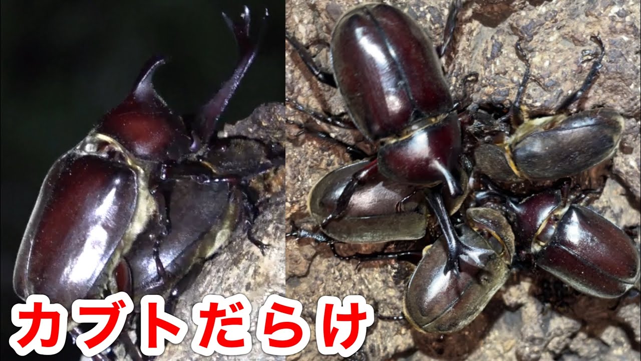 【クワガタ採集】樹液場がカブトムシだらけになってきました！