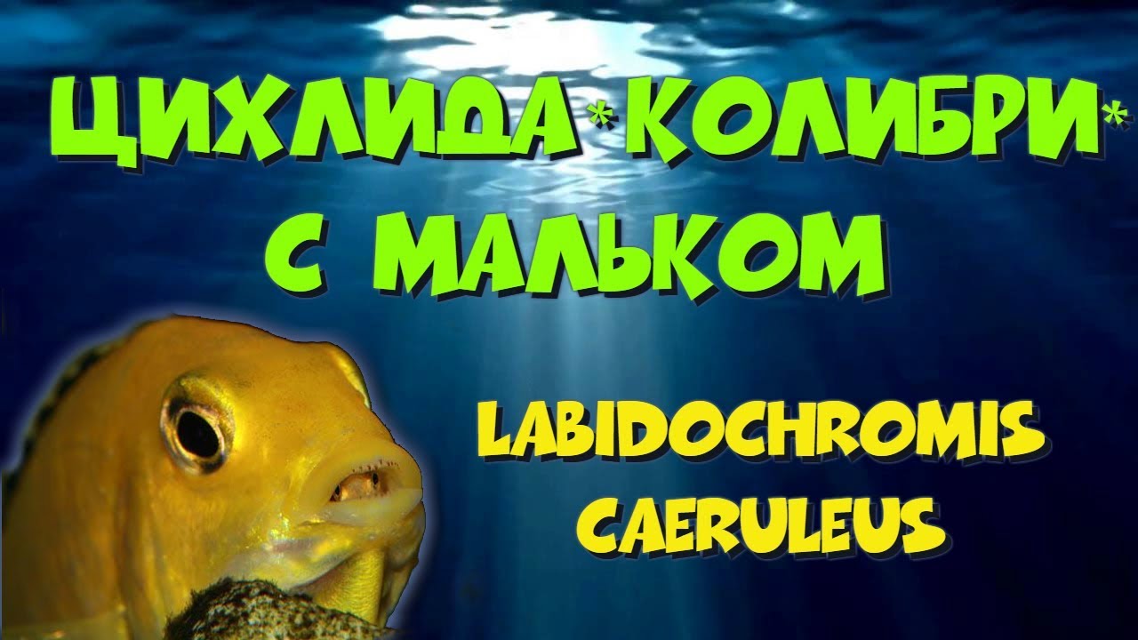 Лабидохромис еллоу  с мальком. Labidochromis caeruleus