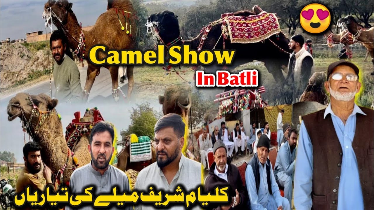 Camel Show In Batli 2025 😍 Kalyam Sharif Mela Ki Tayarian 🙂 Family vlog 